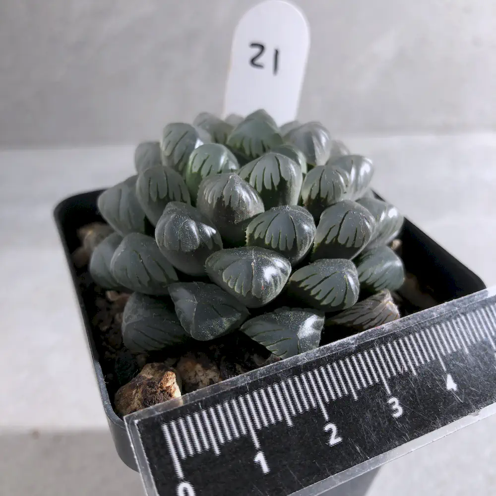 Haworthia Cooperi Var Truncata