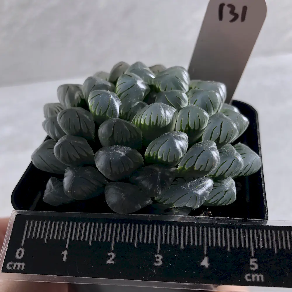 Haworthia Cooperi Var Truncata