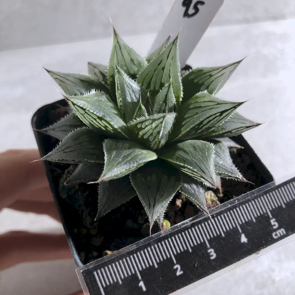Haworthia Cooperi 'Purple Painting'
