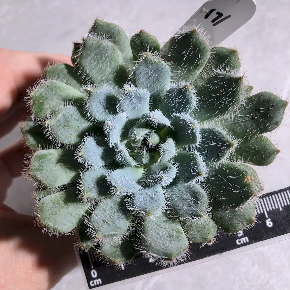 Echeveria Setosa var Minor