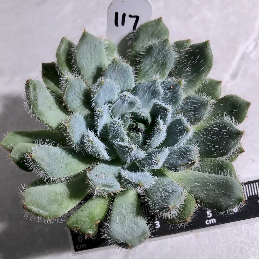 Echeveria Setosa var Minor