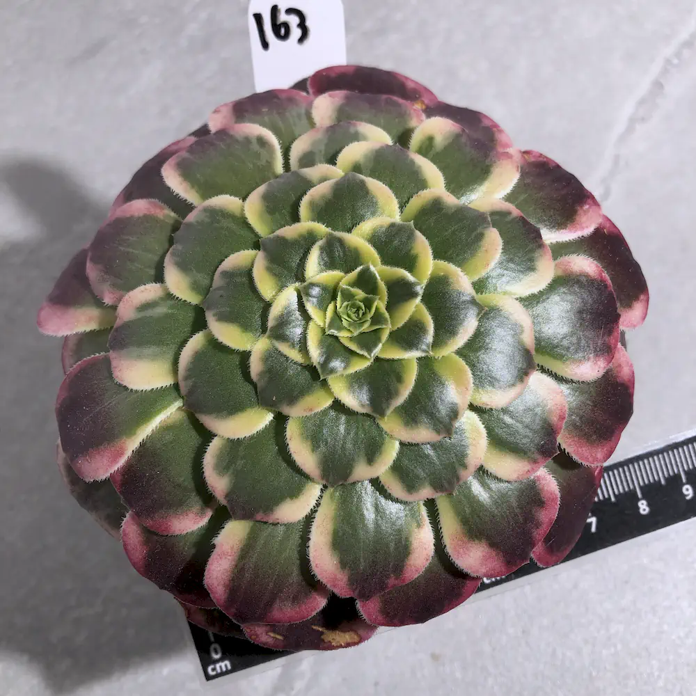 Aeonium Sp