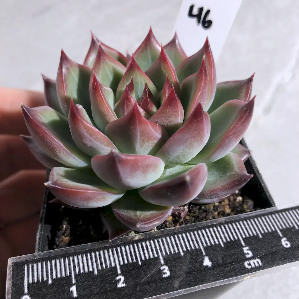 Echeveria Fire Pillar