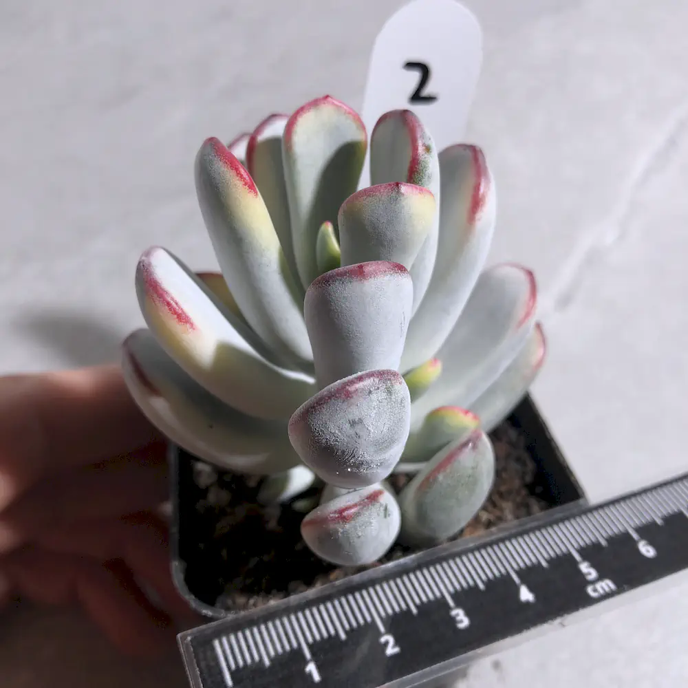 Cotyledon Orbiculata Long Leaf Variegated