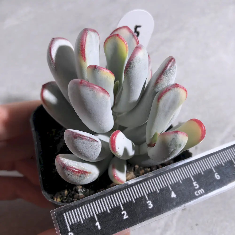 Cotyledon Orbiculata Long Leaf Variegated