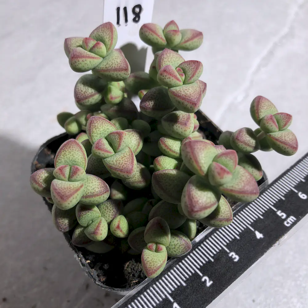 Crassula Brevifolia - Baby Bells