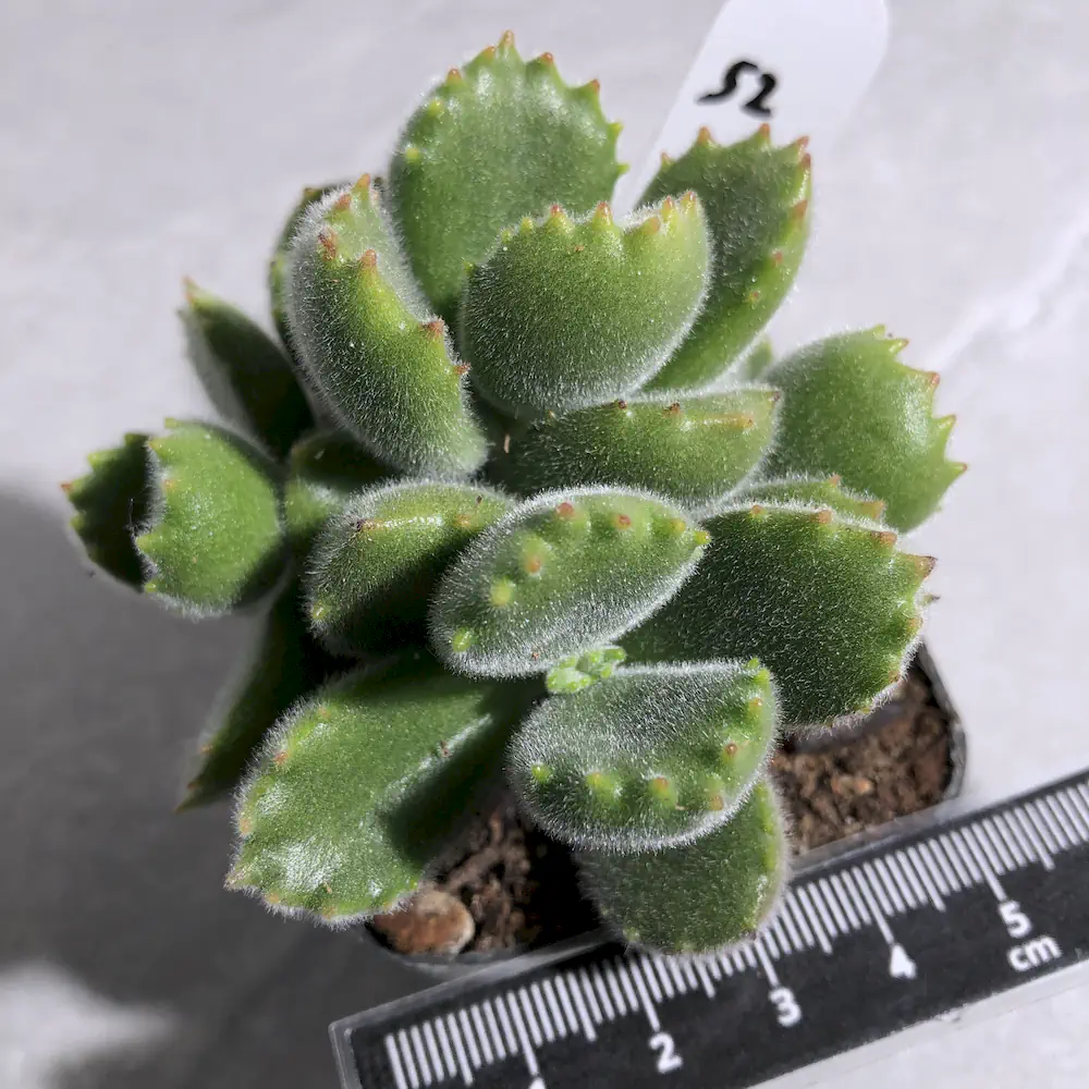 Cotyledon Tomentosa - Bear Paws