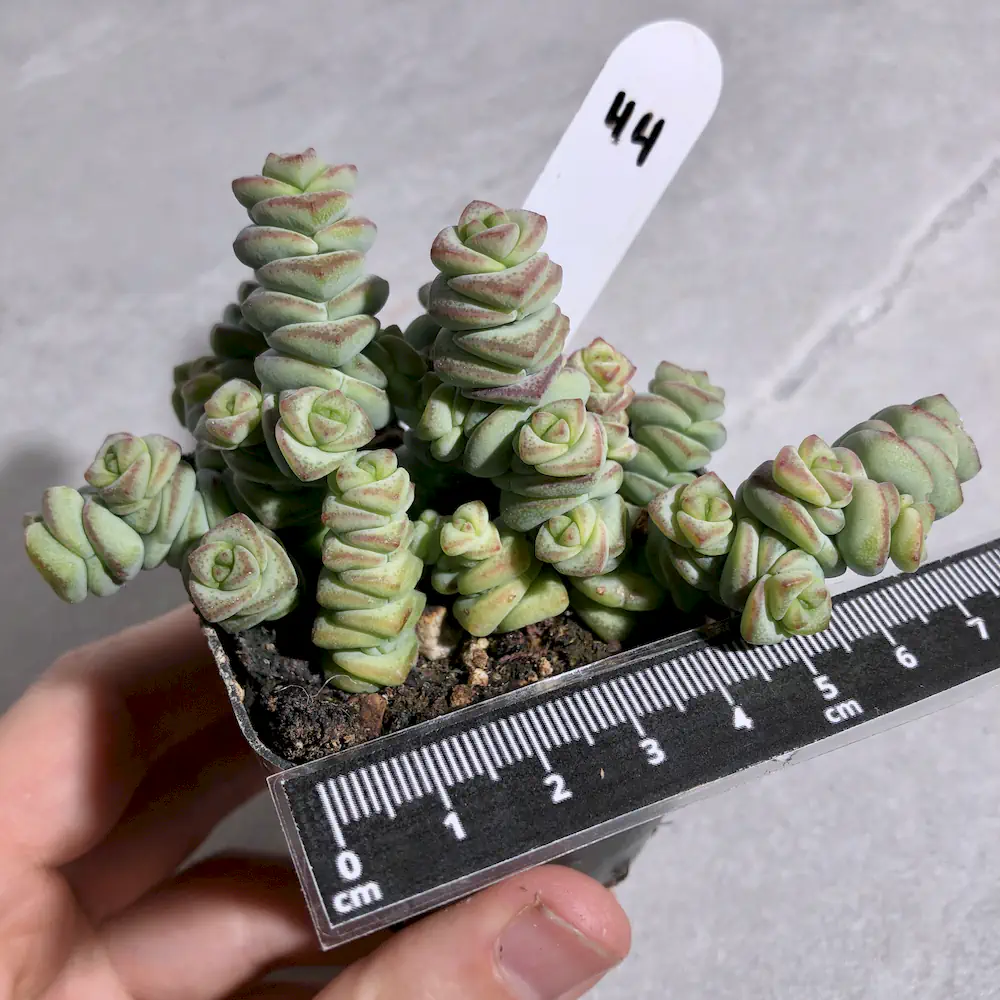 Crassula Baby Necklace