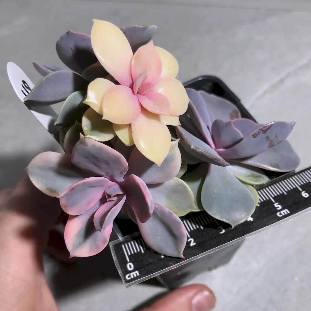Echeveria Rainbow