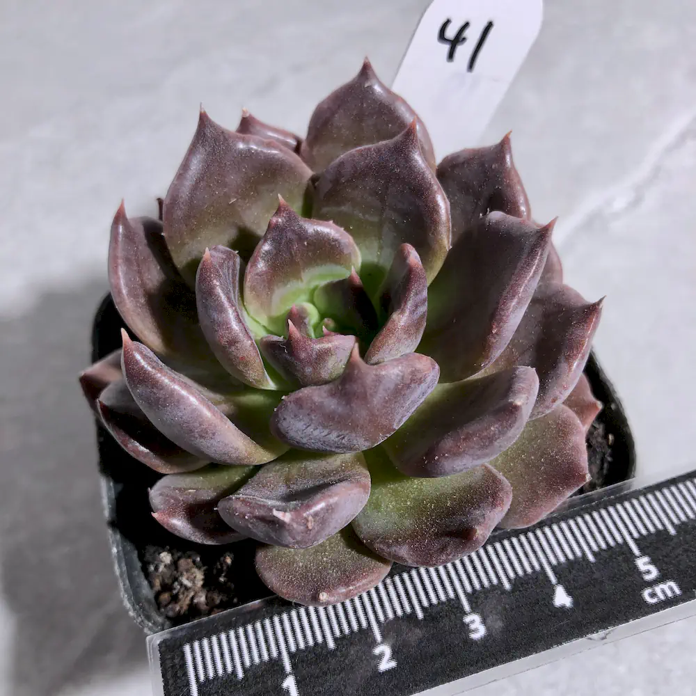 Echeveria Black Madiba