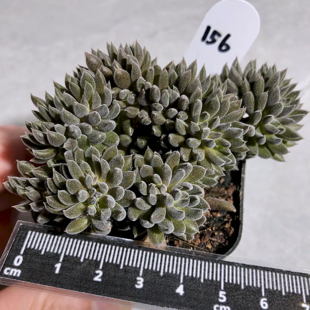 Sinocrassula Yunnanensis - Chinese Jade
