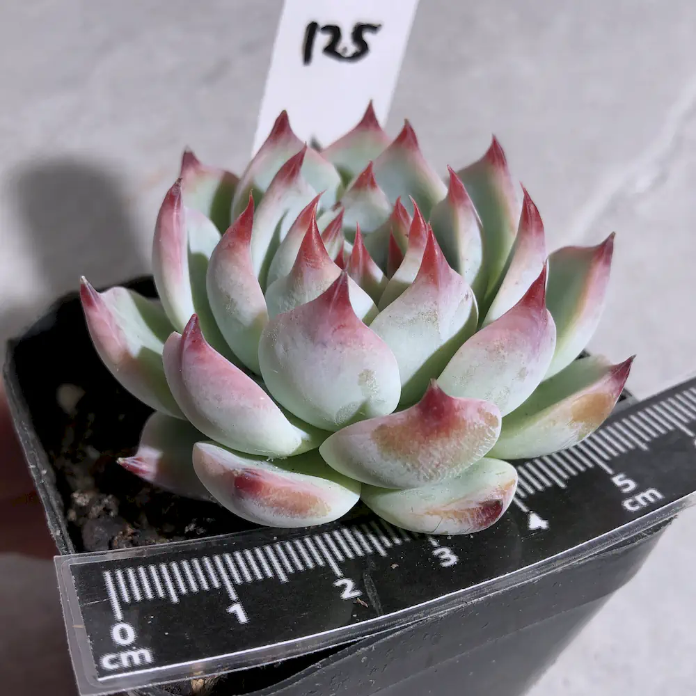 Echeveria Momotarou