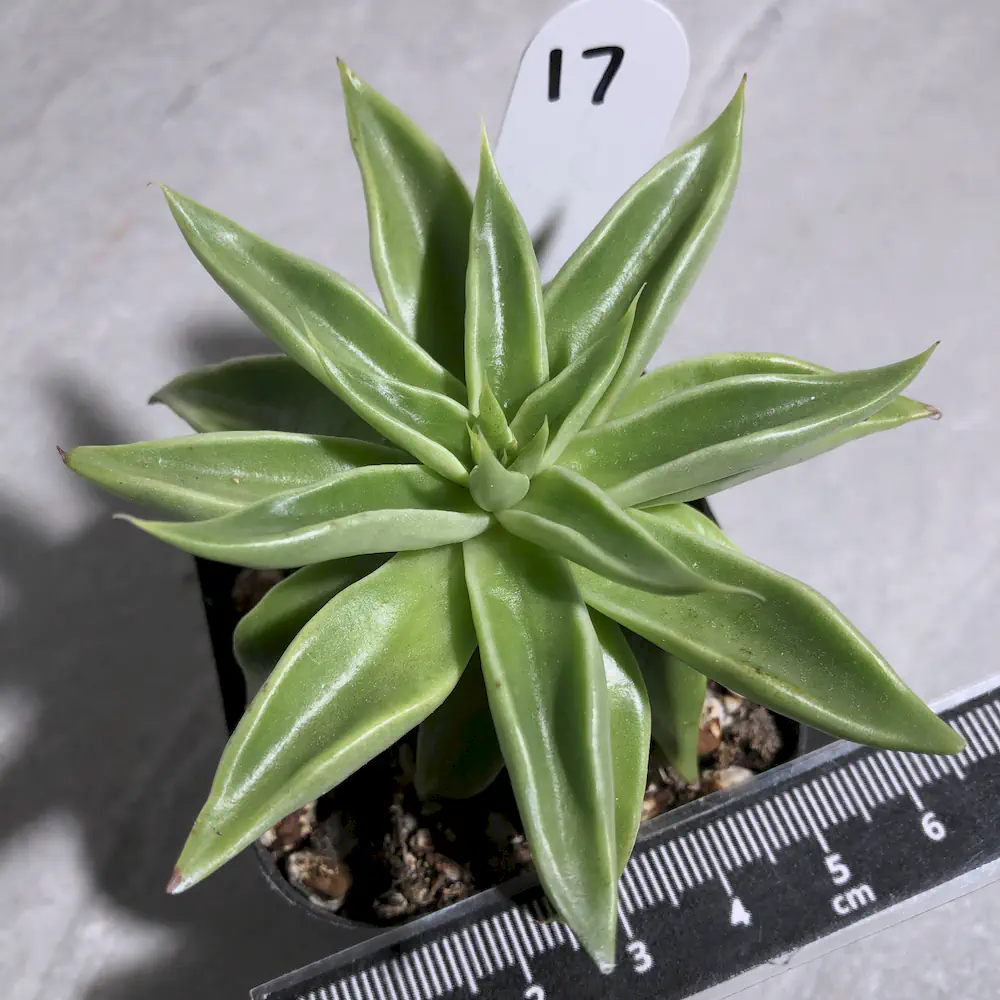 Echeveria Lutea - Yellow Echeveria