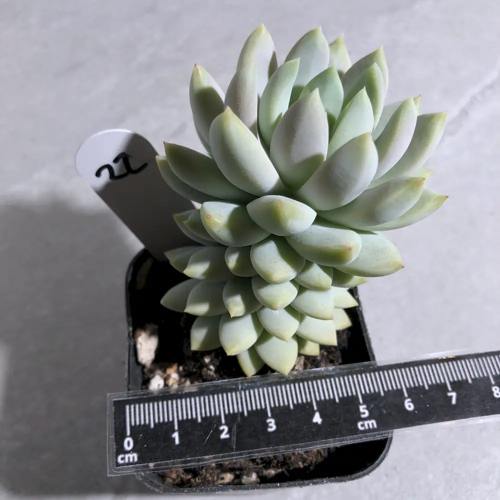 Sedeveria Lilac Mist