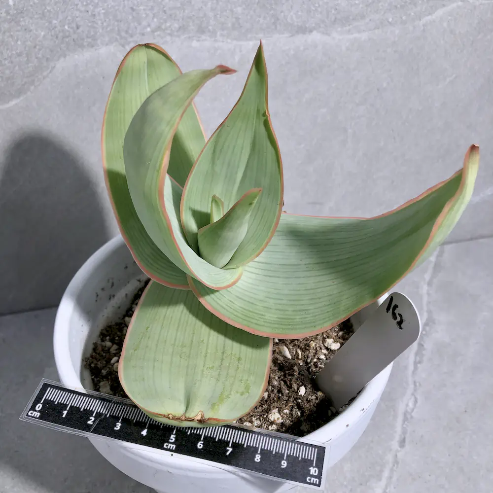 Aloe Striata 'Pink' - Coral Aloe
