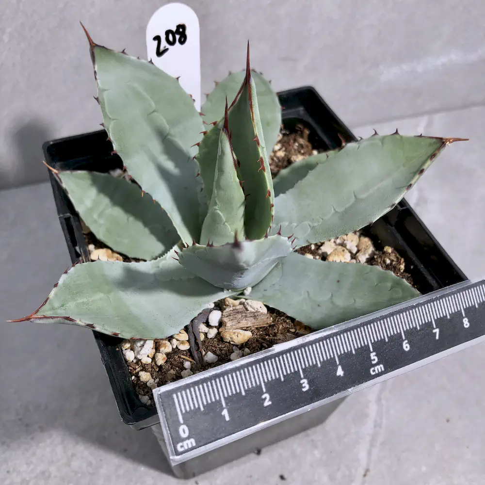 Agave Havardiana (Very Cold Hardy)