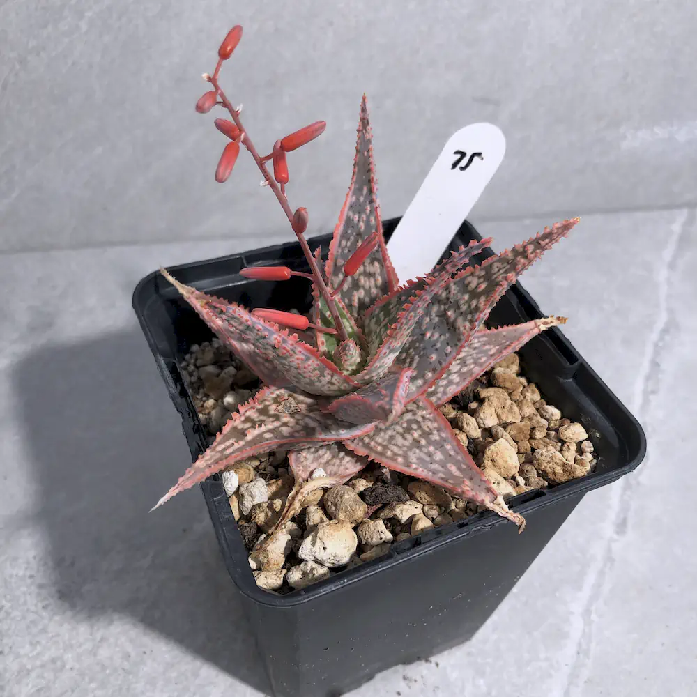 Aloe Bright Star