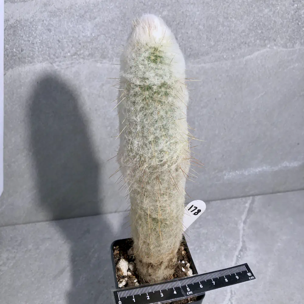 Espostoa Lanata - Peruvian Old Man Cactus