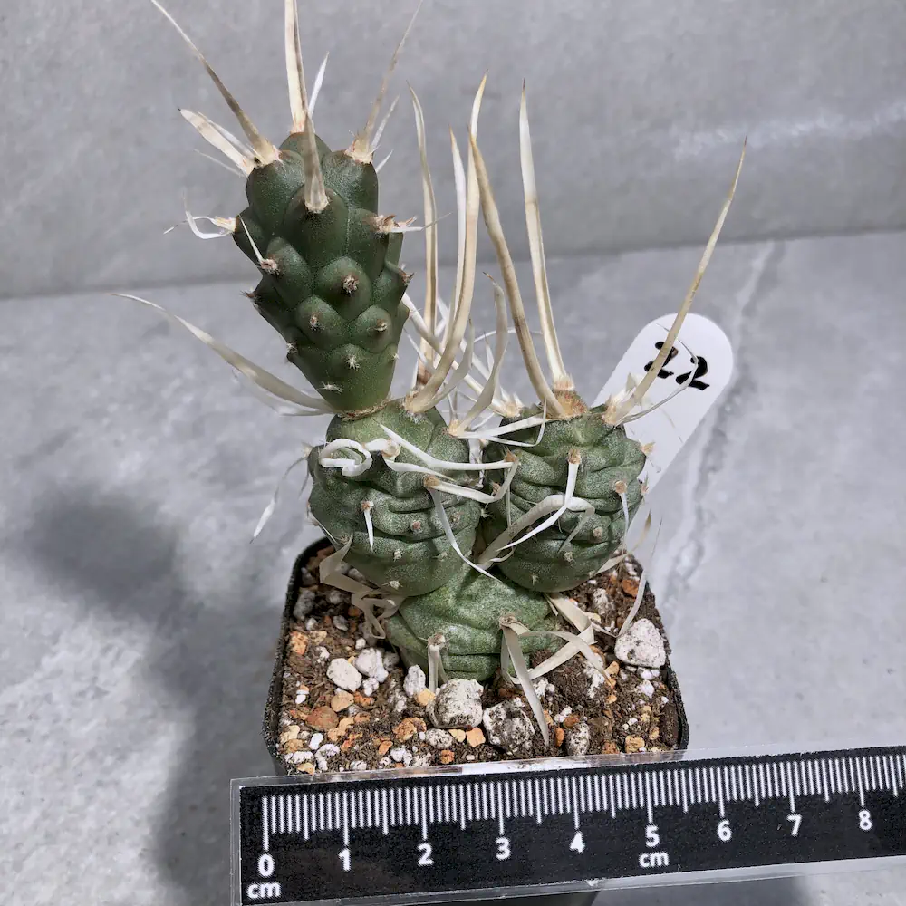 Tephrocactus Articulatus var. Papyracanthus - Paper Spine Cactus