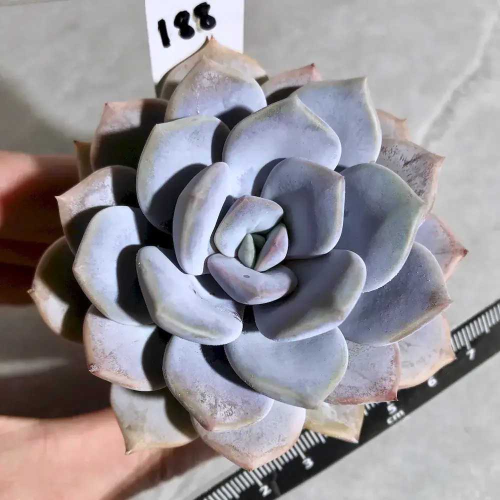 Echeveria Asante Sana