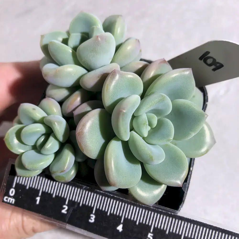 Graptoveria White Dew