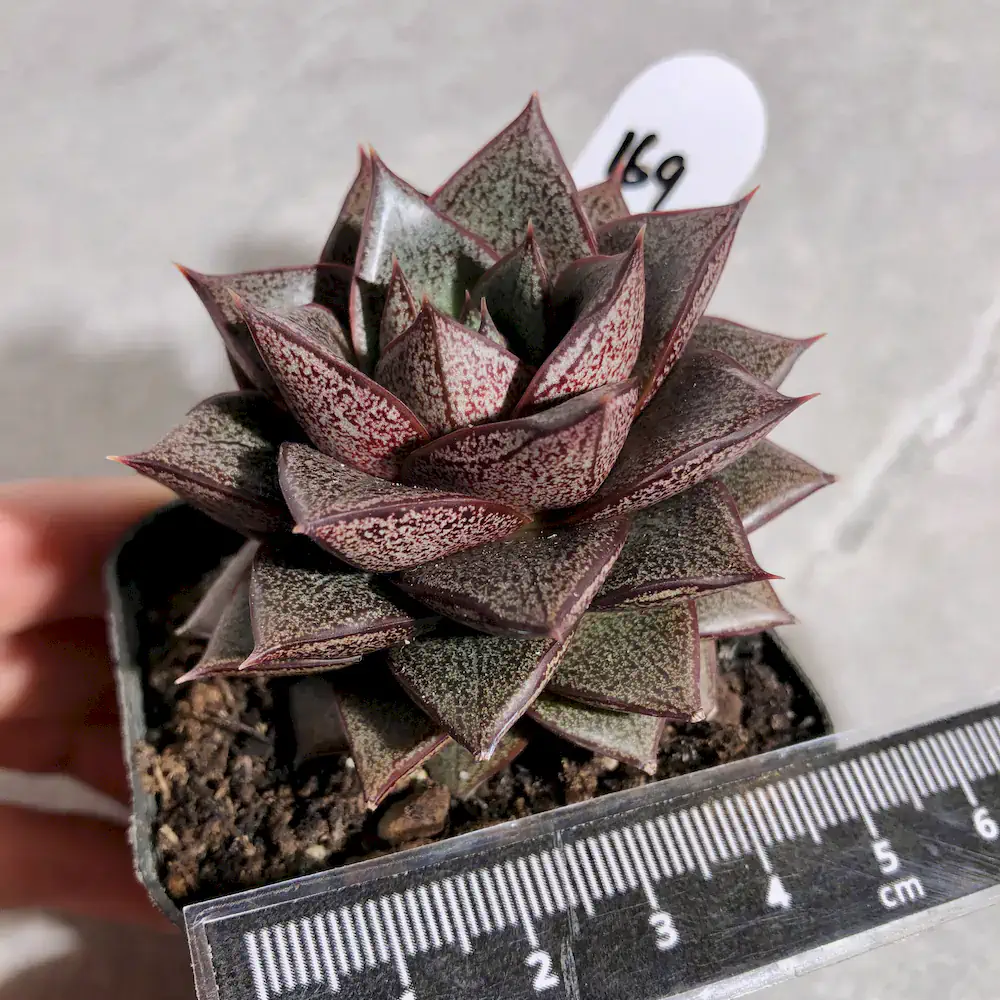 Echeveria Dionysos