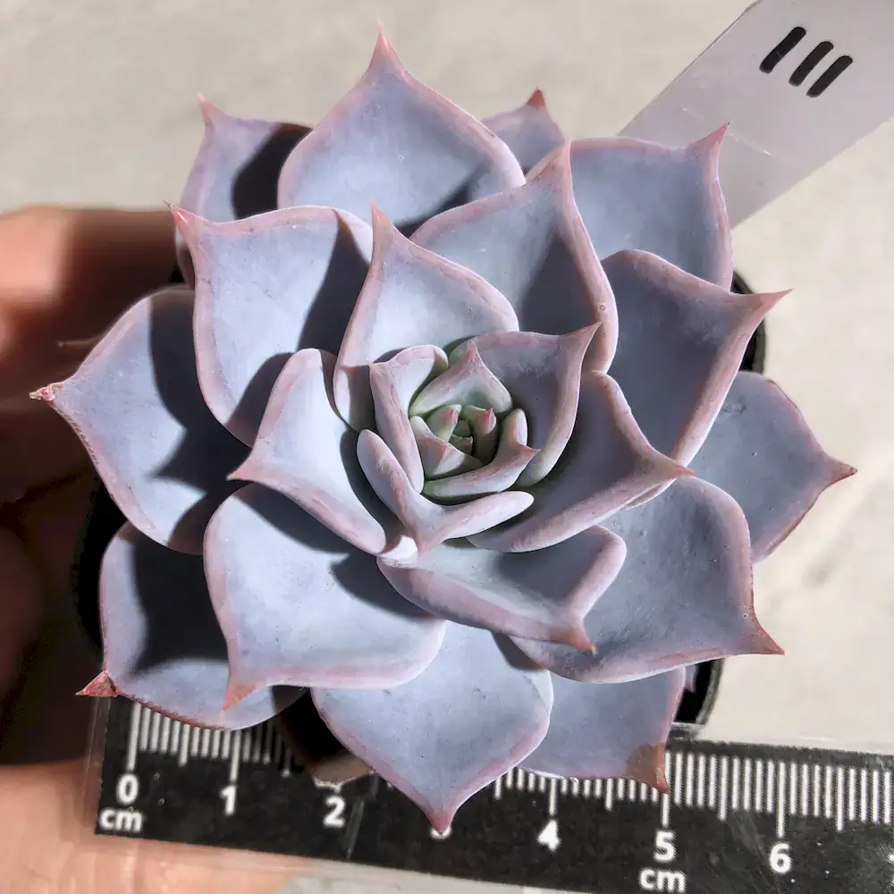 Echeveria Lucila