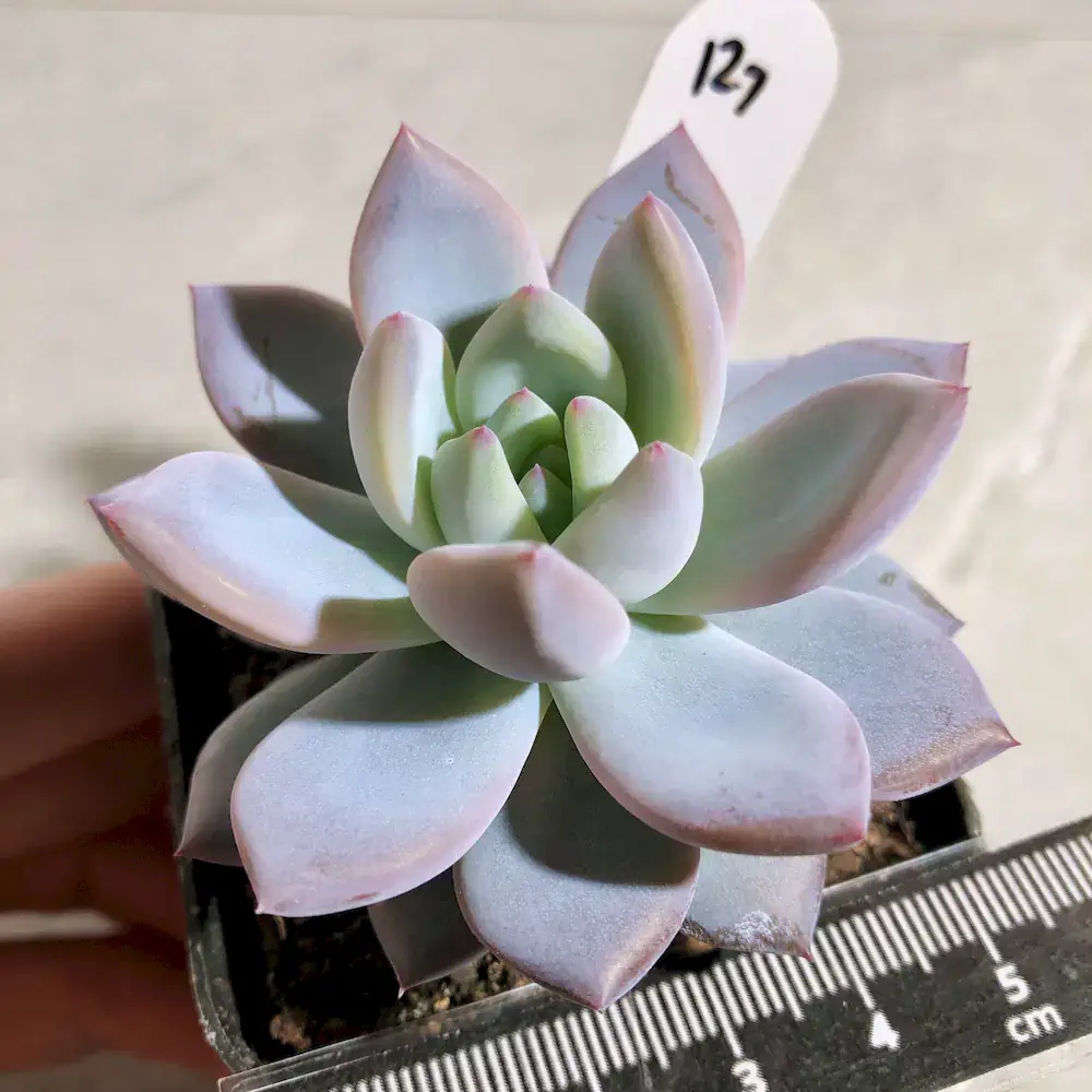 Echeveria Japanese Cherry Star