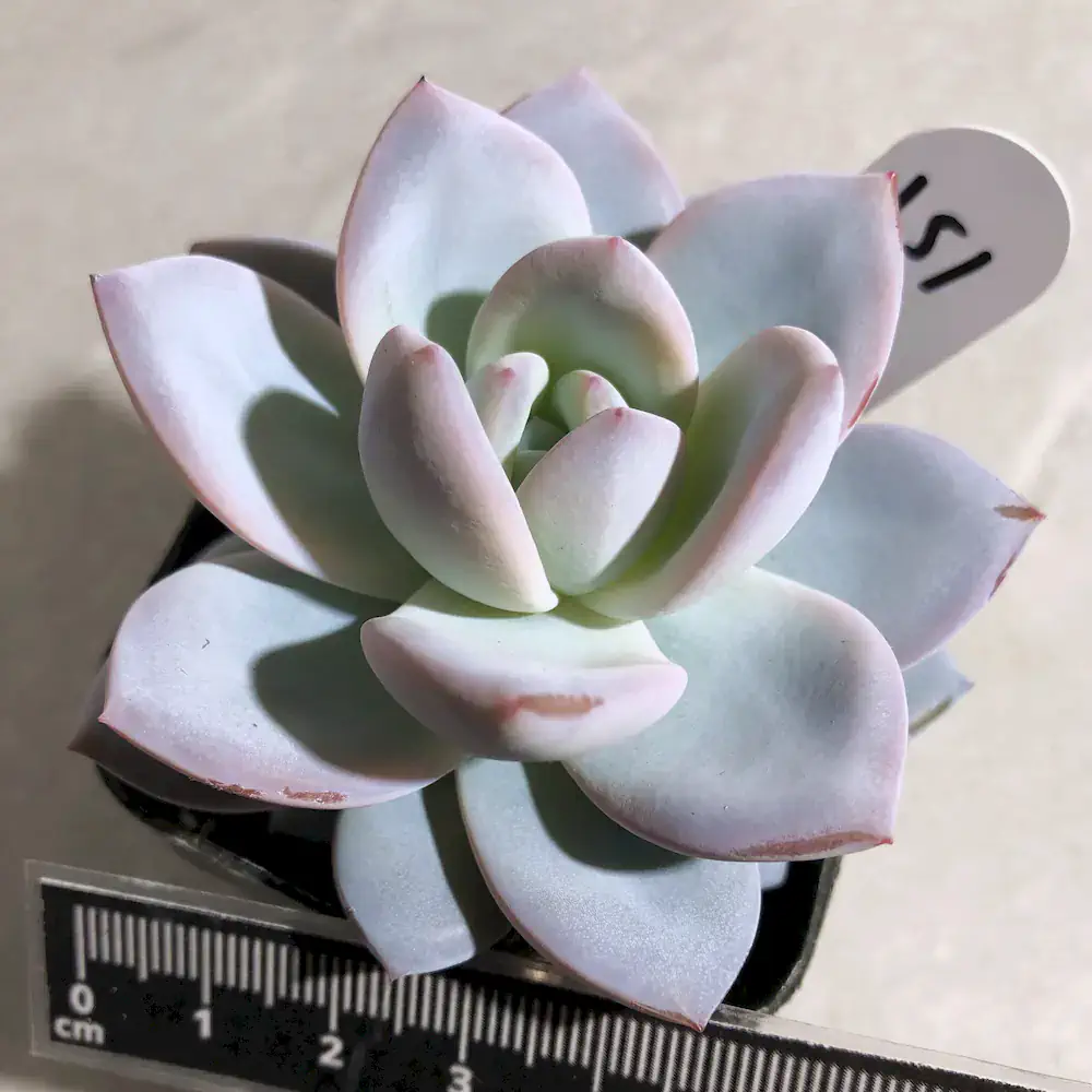 Echeveria Snow Angel Sugar Heart