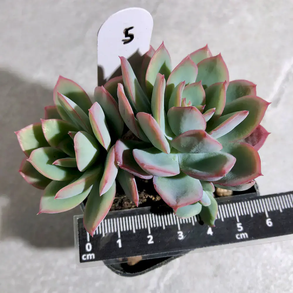 Echeveria Luella