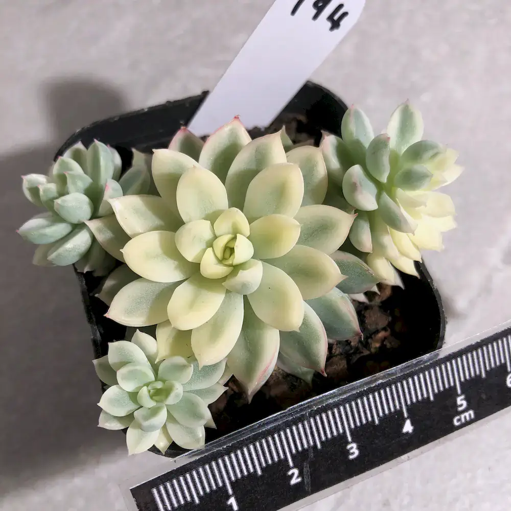 Echeveria Mebina Vareigated