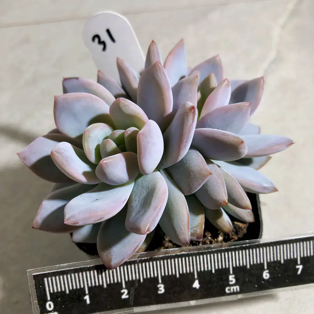 Echeveria Snow Angel