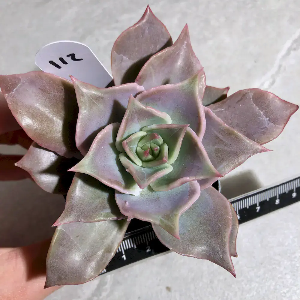 Echeveria Madiba