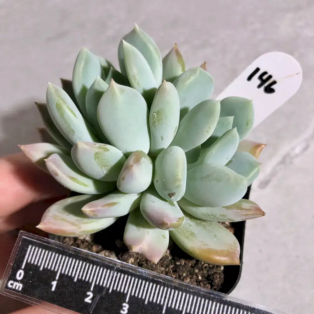Echeveria Grosso