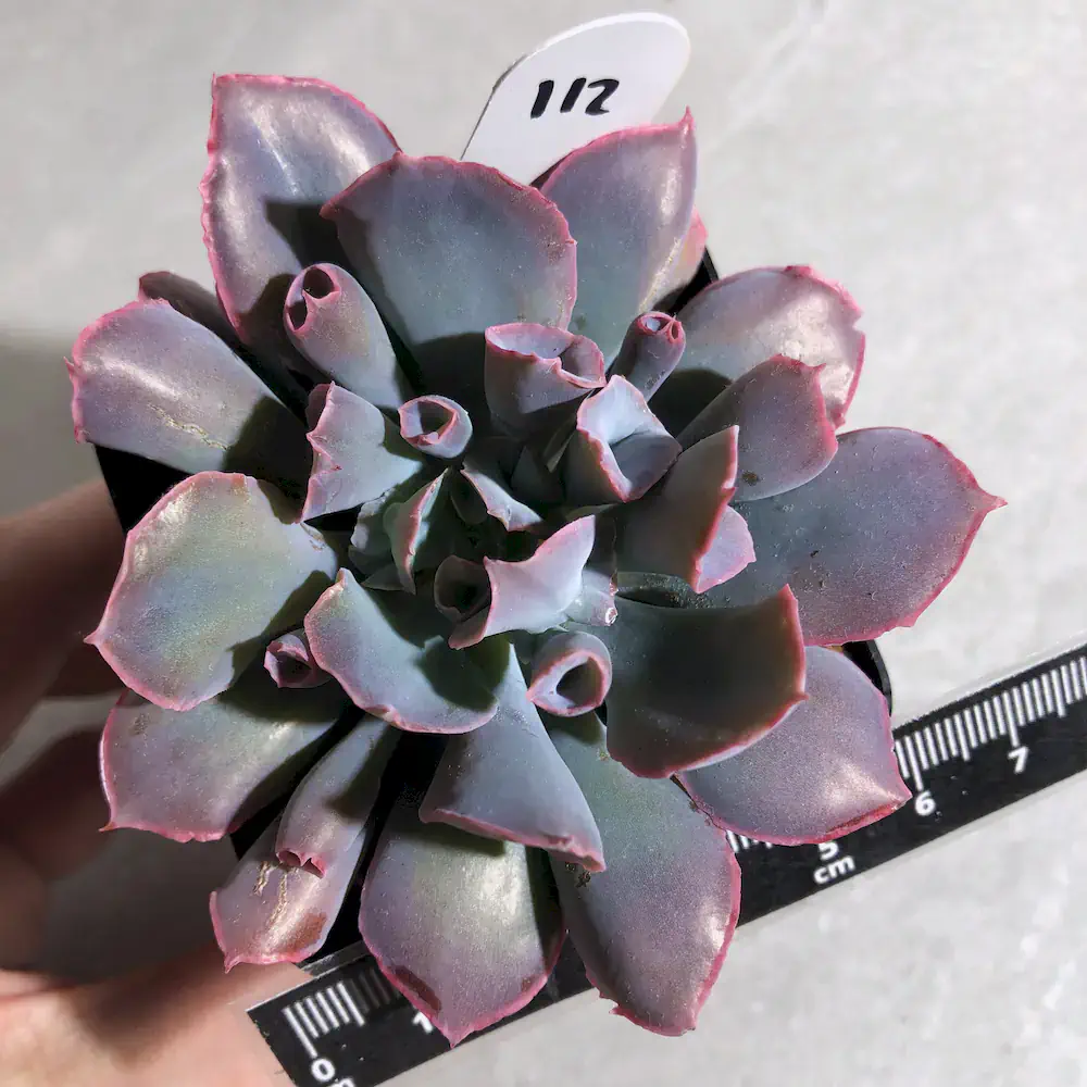 Echeveria Trumpet Pinky