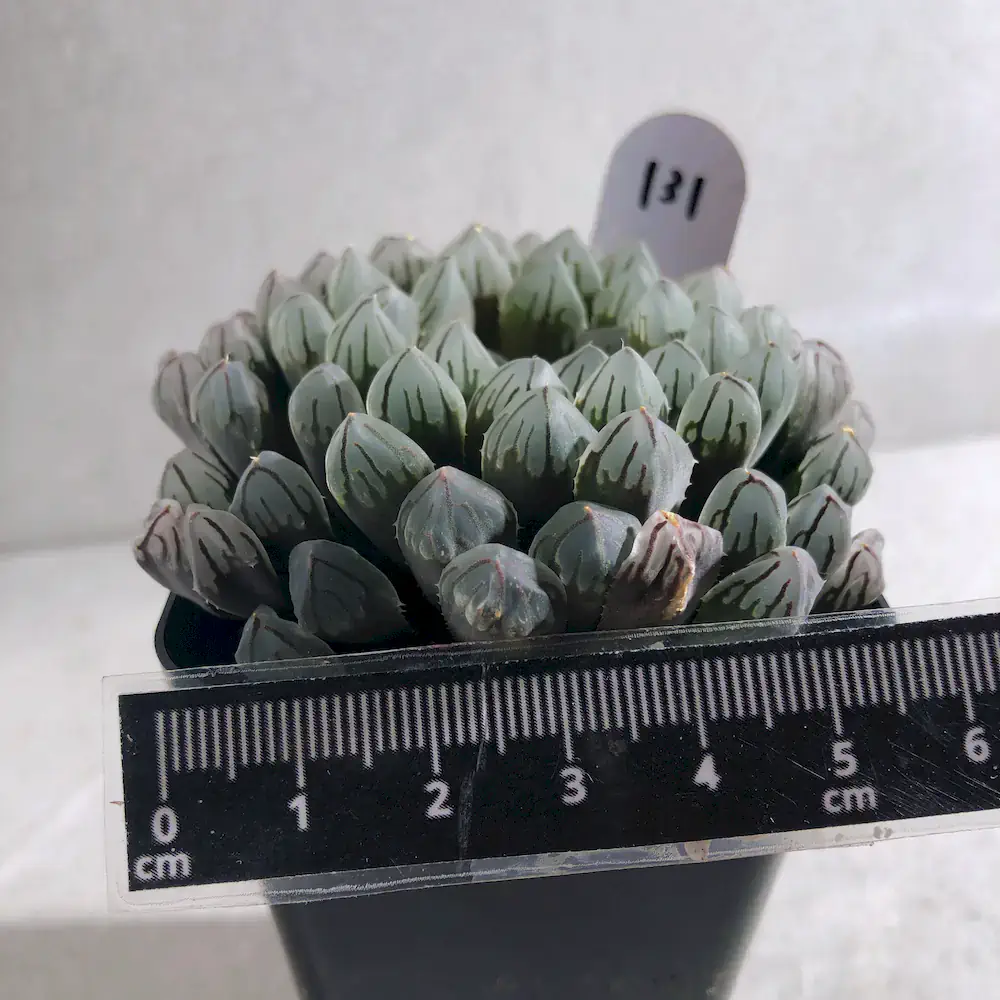 Haworthia Cooperi Hybrid (Seed Grown)