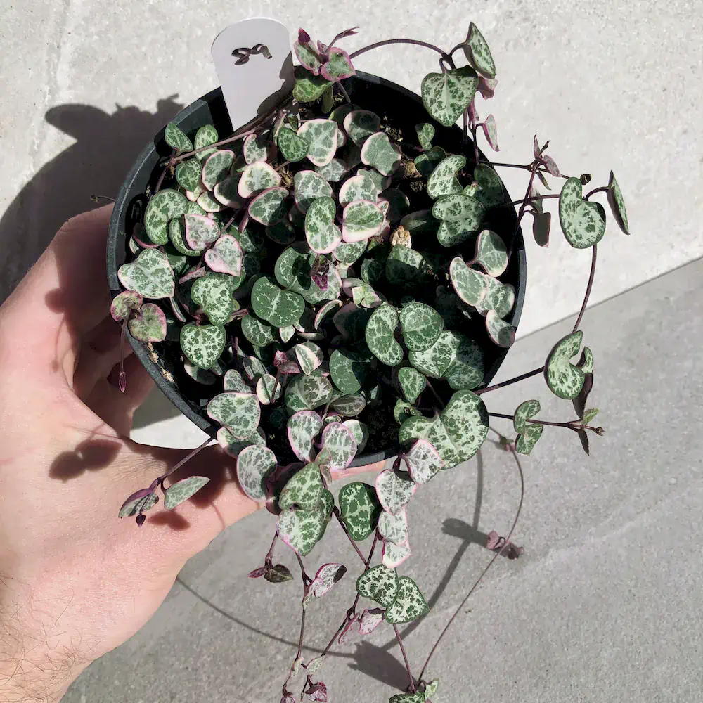 Ceropegia Woodii - String of Hearts Variegated