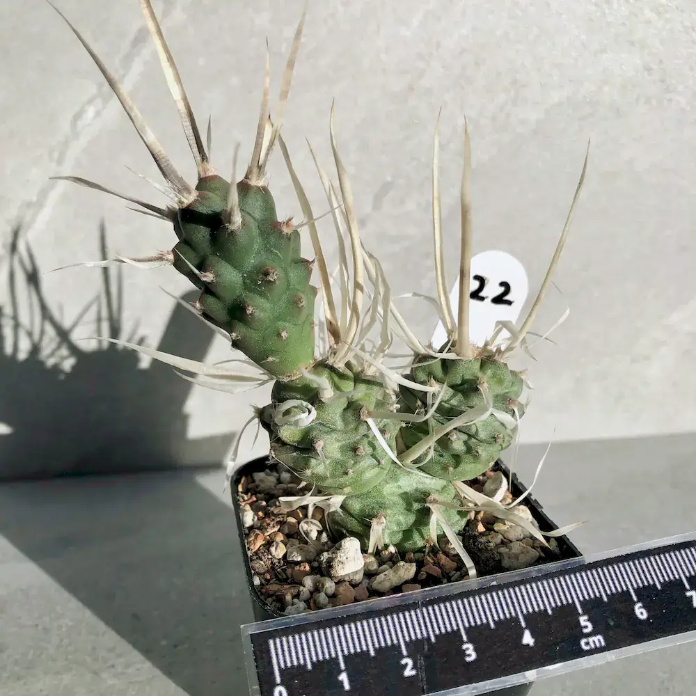 Tephrocactus Articulatus var. Papyracanthus - Paper Spine Cactus