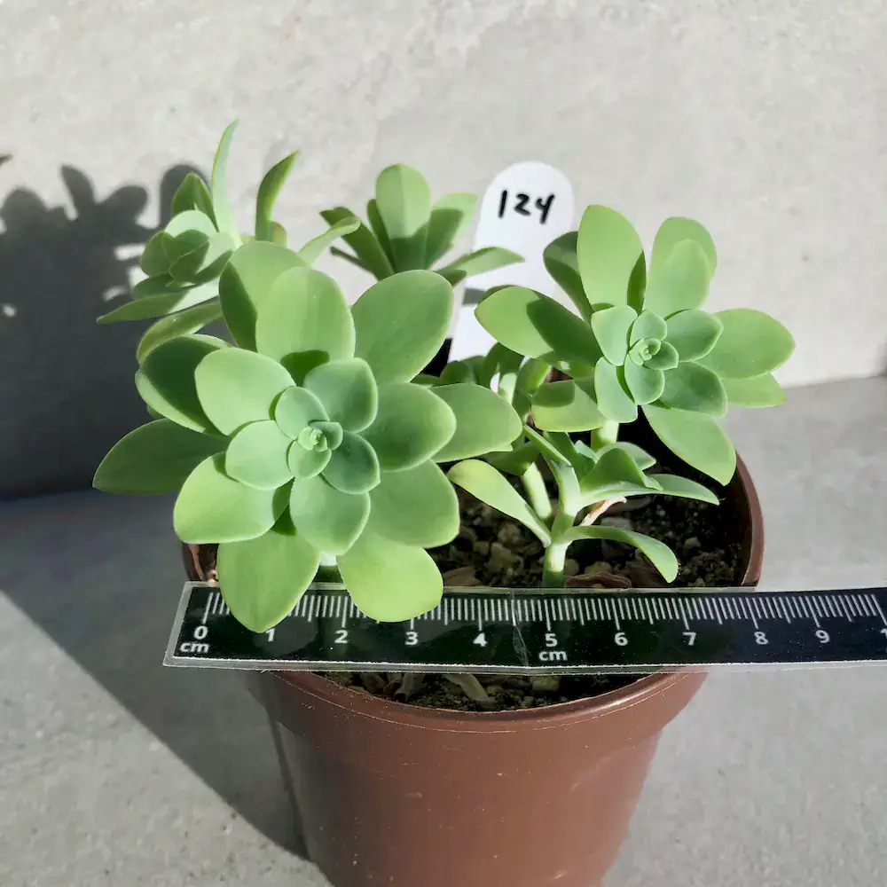 Sedum Palmeri - Palmer's Sedum (Cold Hardy)