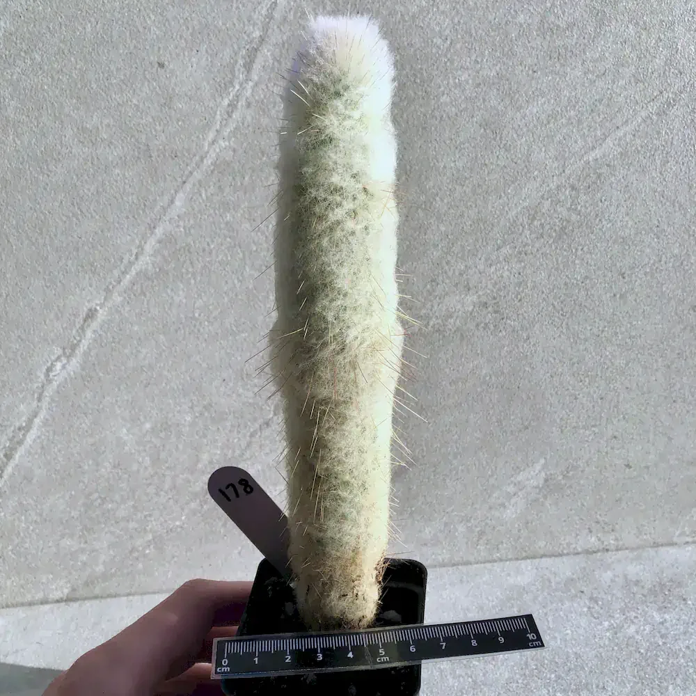 Espostoa Lanata - Peruvian Old Man Cactus