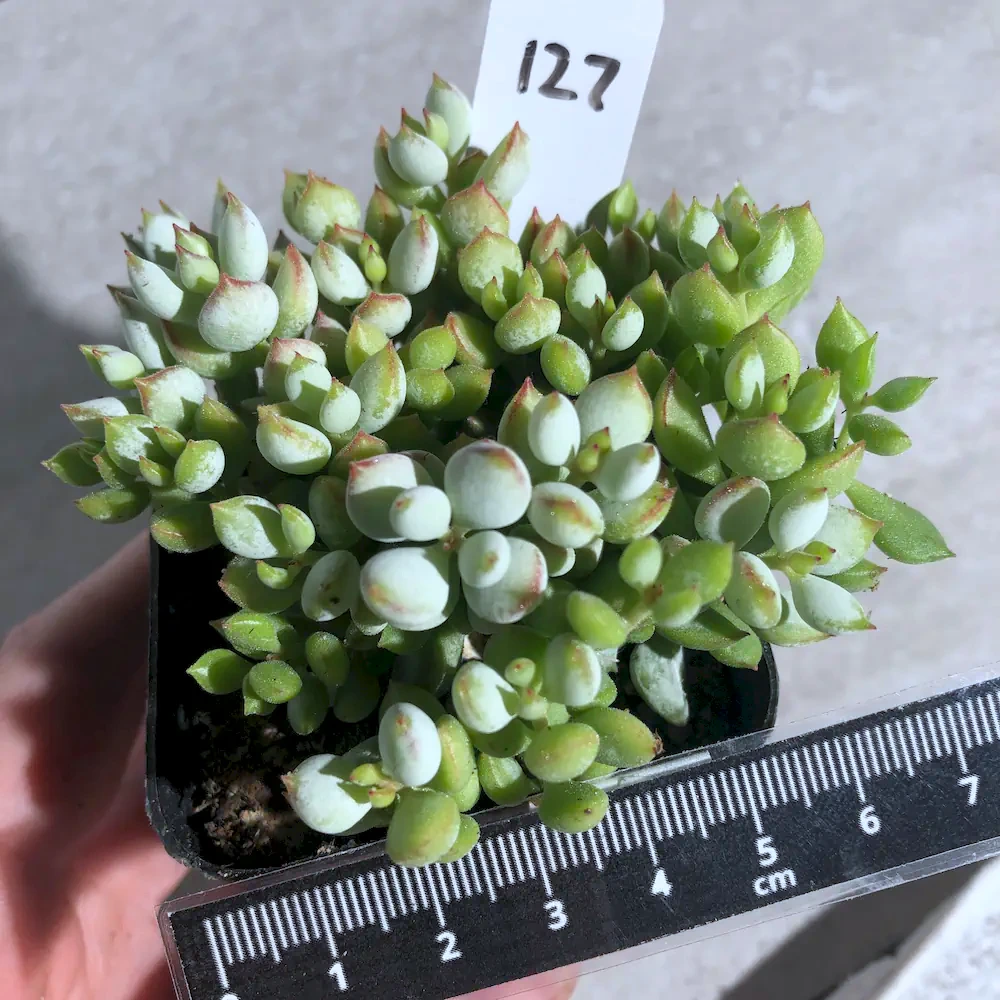 Cotyledon Pendens – Cliff Cotyledon