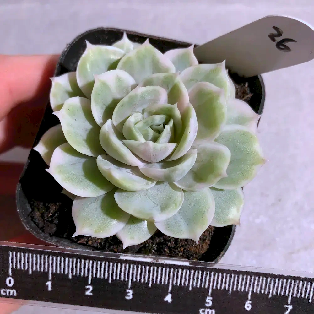 Echeveria Onslow Variegated