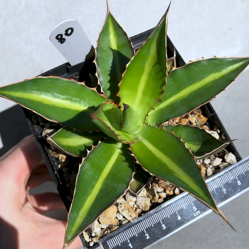 Agave Lophantha 'Splendida'