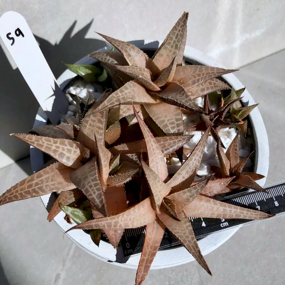 Haworthiopsis Tessellata
