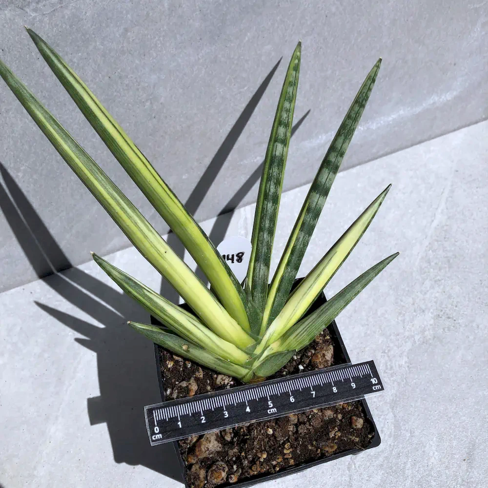 Sansevieria Cylindrica Variegated - African Spear