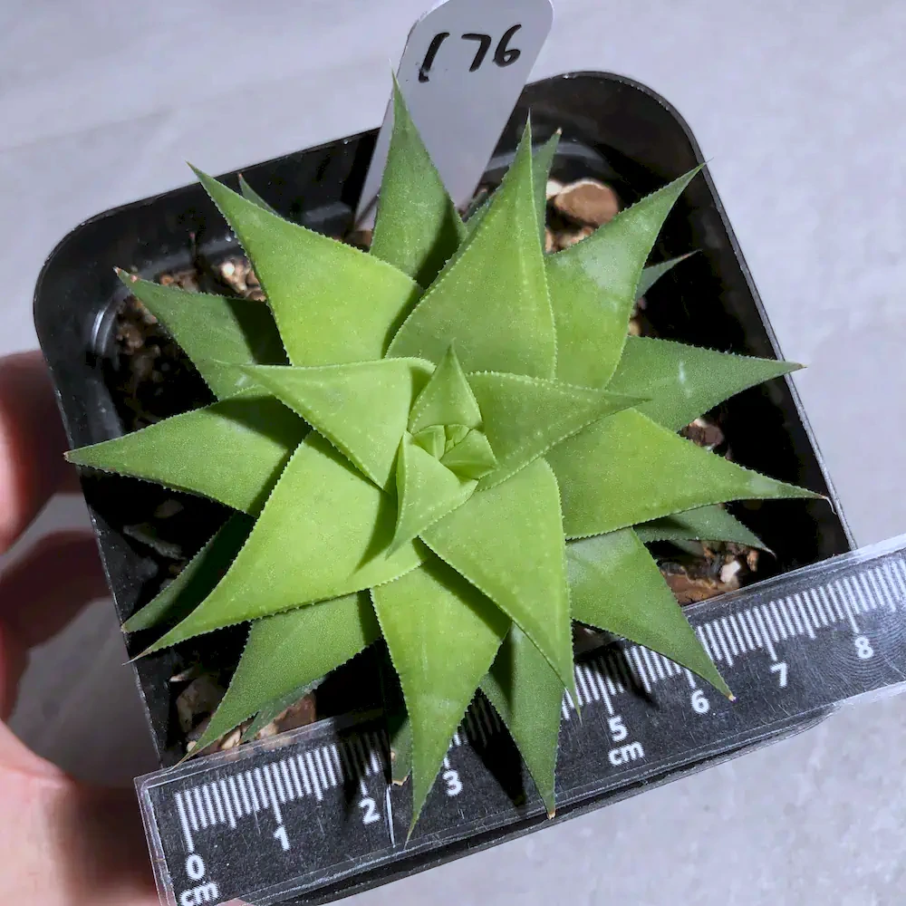 Haworthia Angustifolia Var. Baylissii