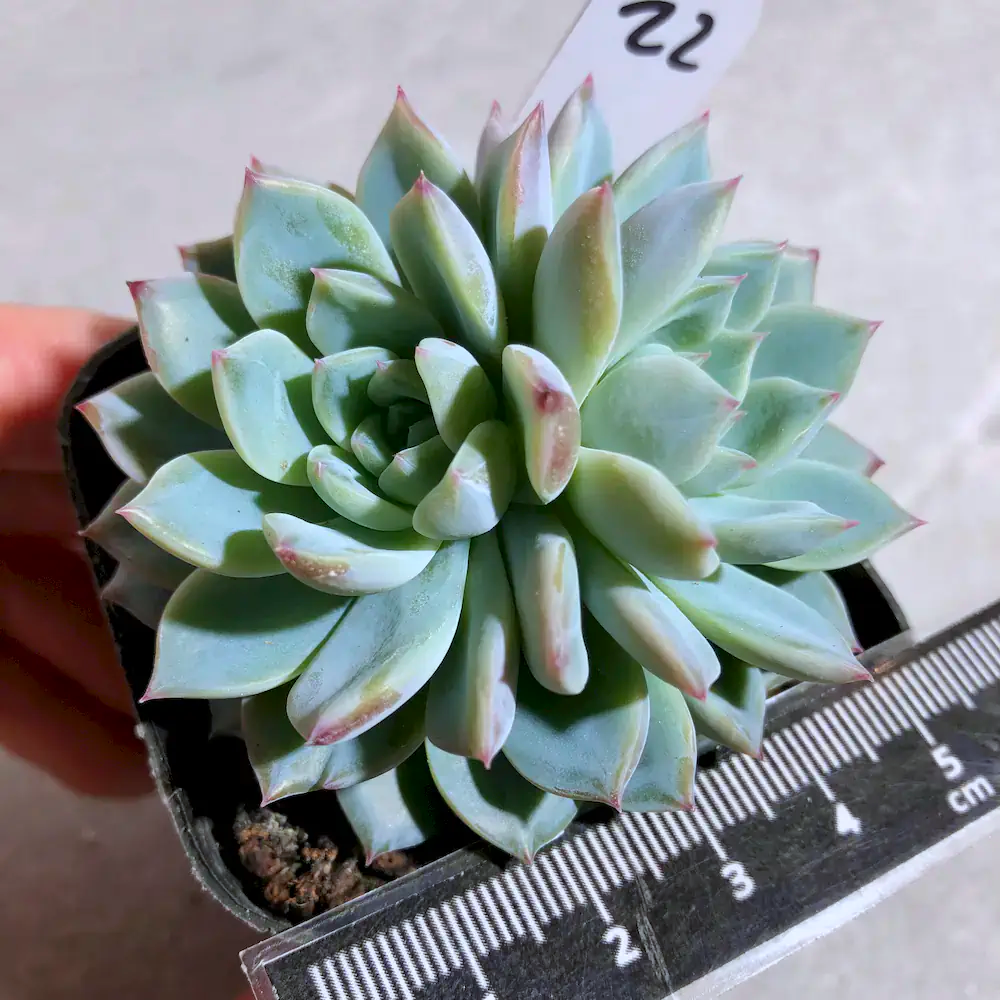 Echeveria Frost Monarch