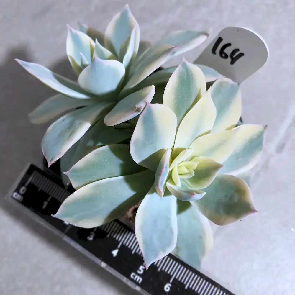 Echeveria Desmetiana Variegated - Peacock Echeveria