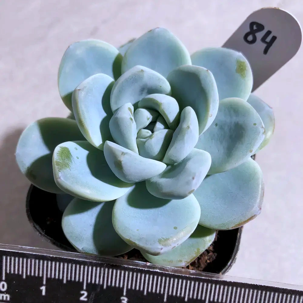 Echeveria Jade Butterfly