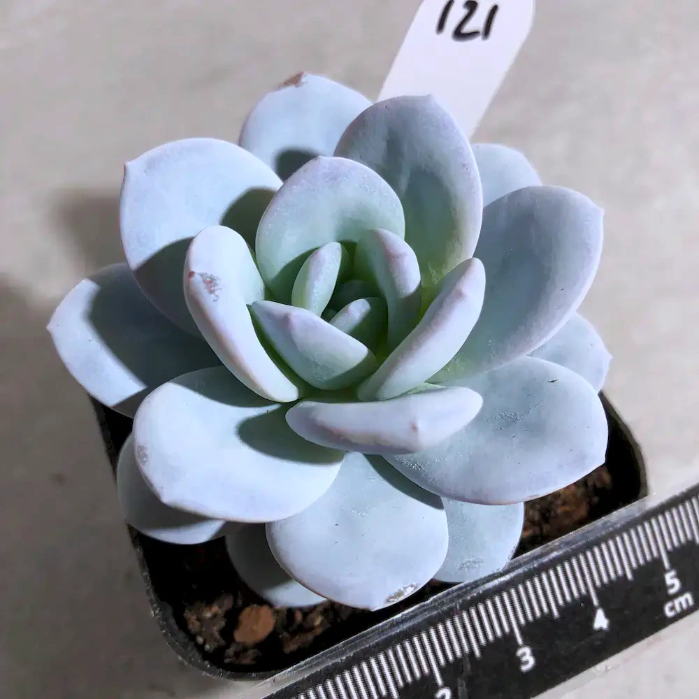 Echeveria Laui Pink